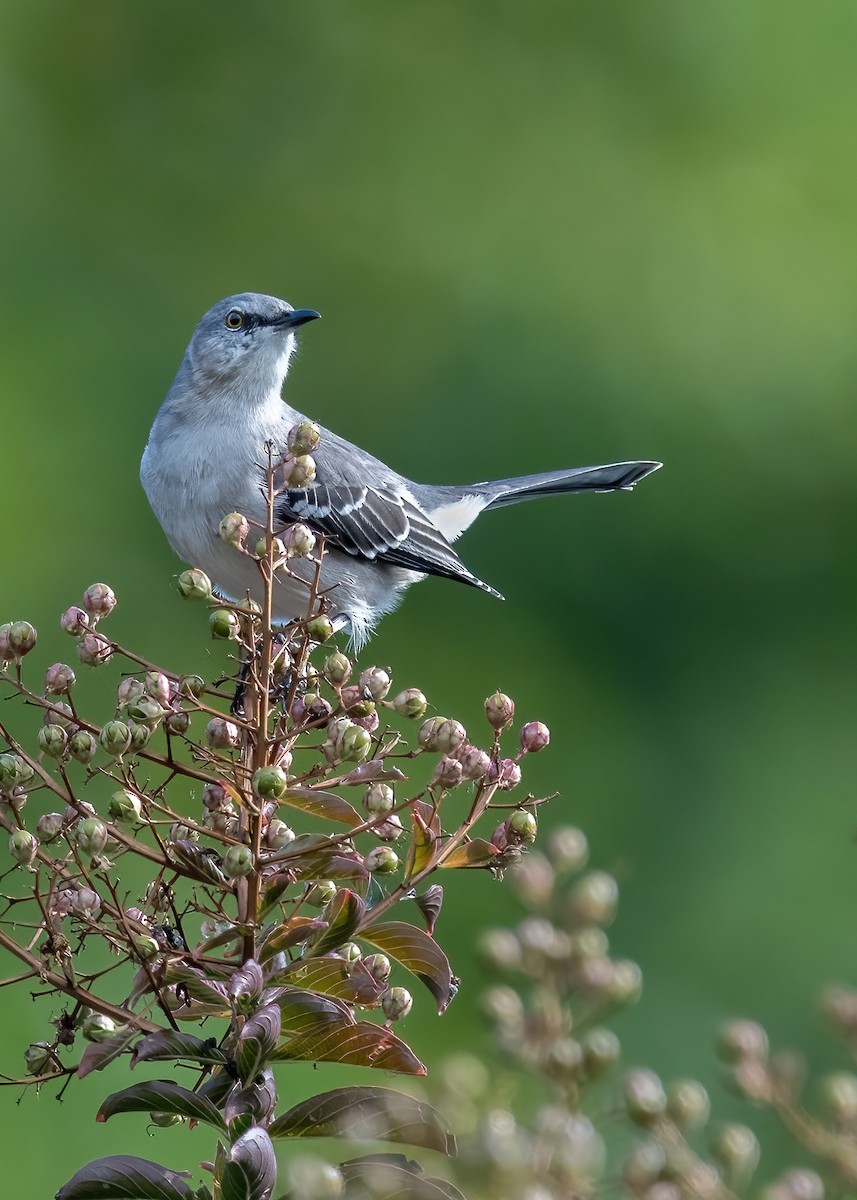 Northern Mockingbird - ML642606055
