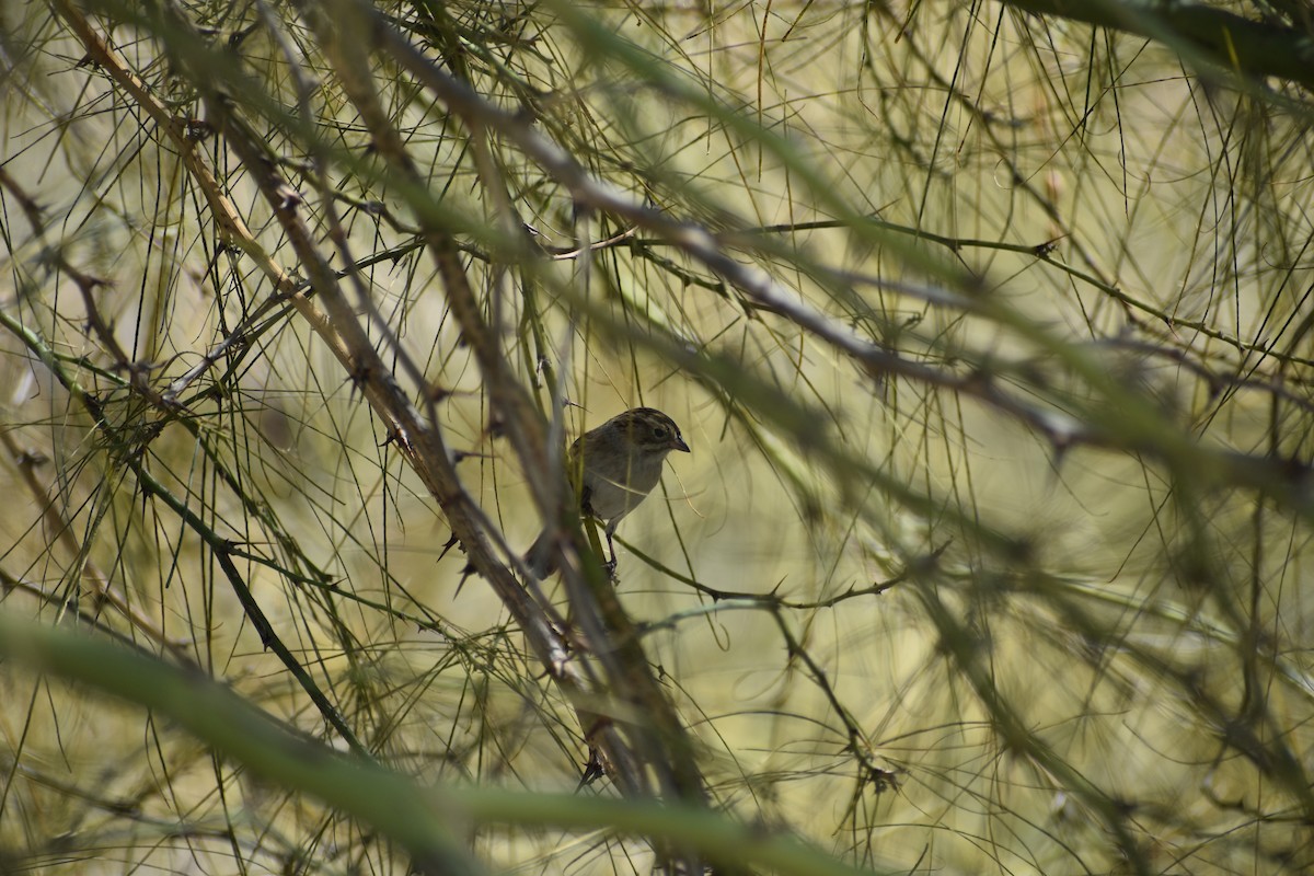 Brewer's Sparrow - ML642606061