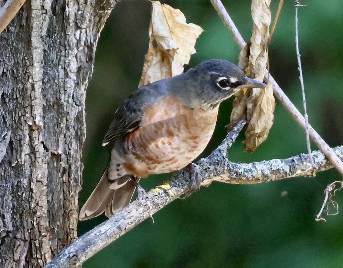 American Robin - ML642606062