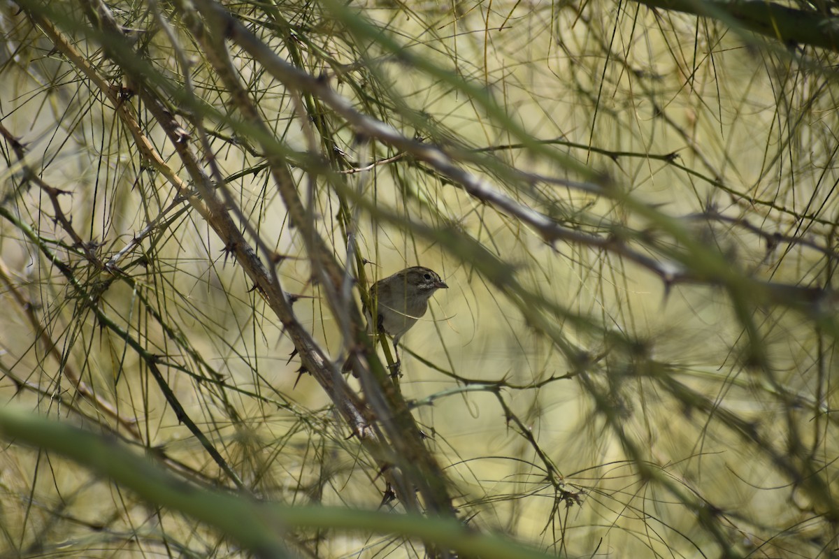 Brewer's Sparrow - ML642606063