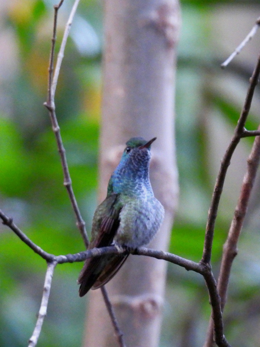 Versicolored Emerald - ML642606065