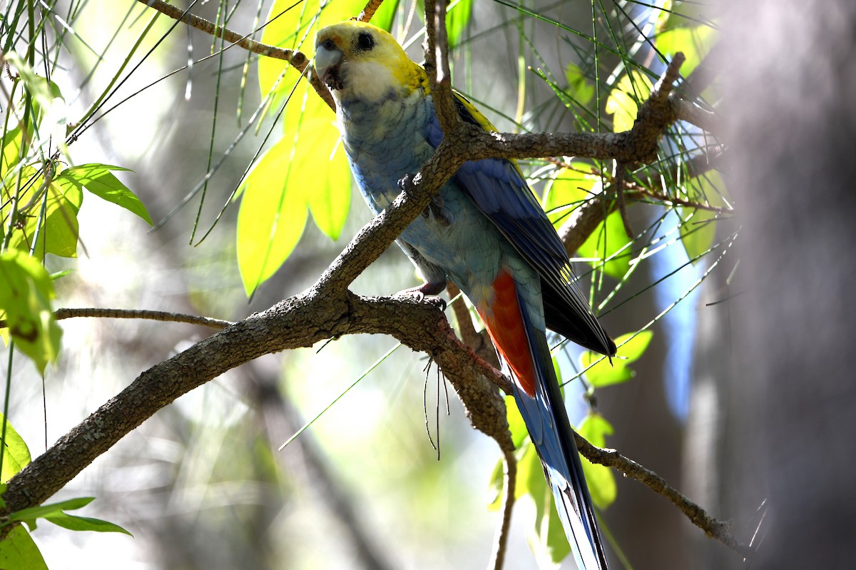 Pale-headed Rosella - ML642606066