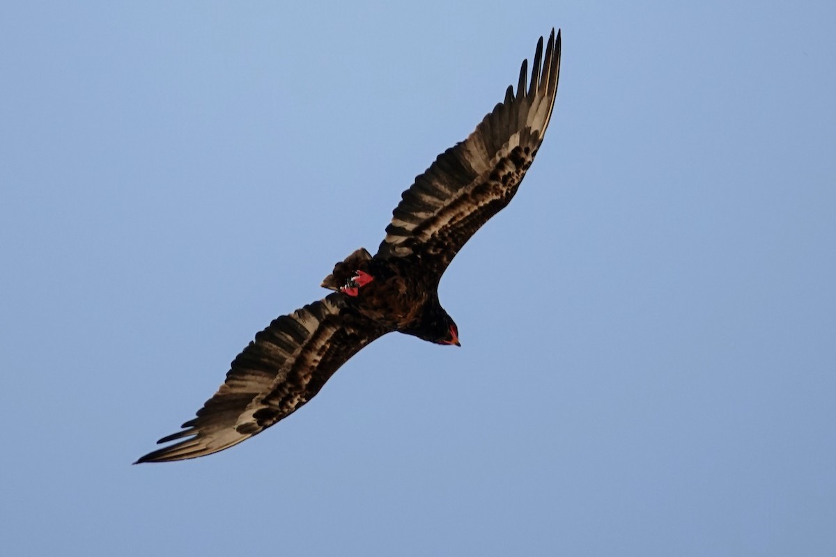 Bateleur - ML642606085