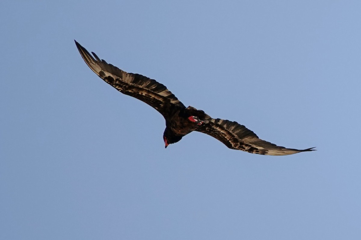 Bateleur - ML642606086