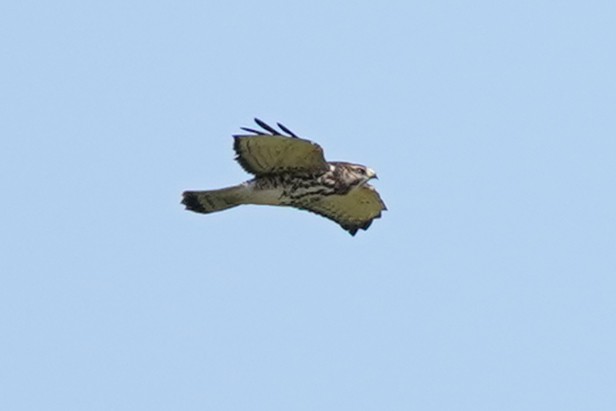Broad-winged Hawk - ML642606091