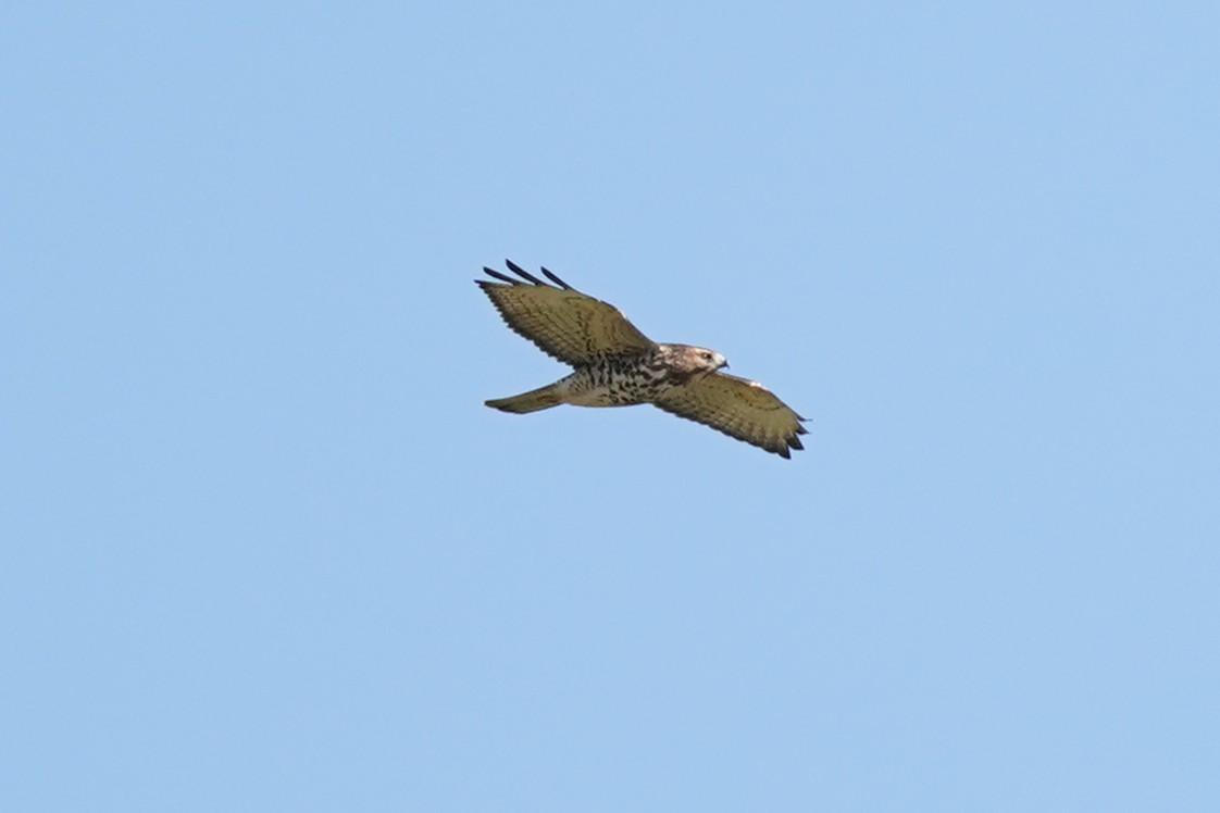 Broad-winged Hawk - ML642606092