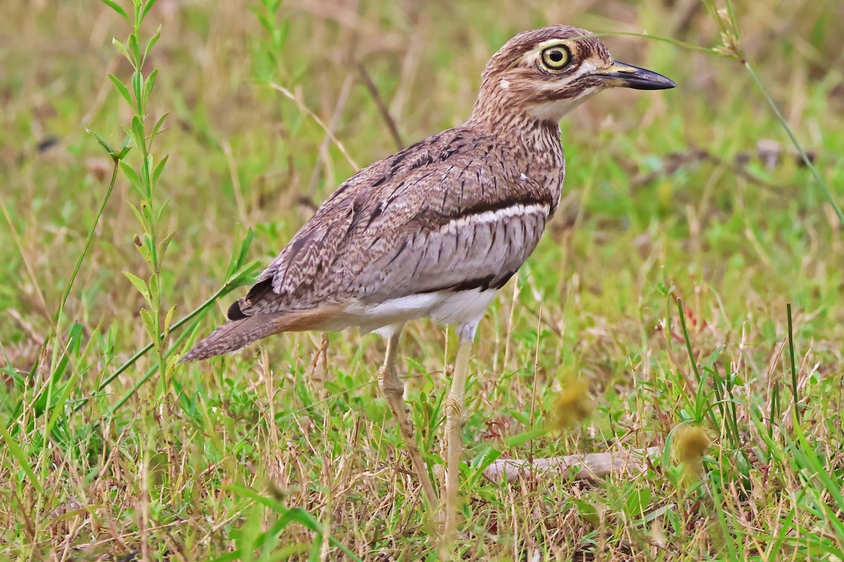 Water Thick-knee - ML642606098