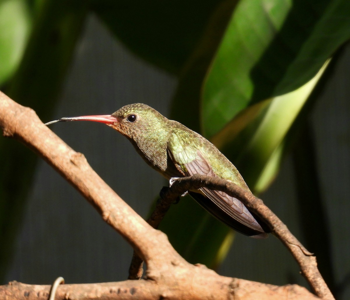 Gilded Hummingbird - ML642606116