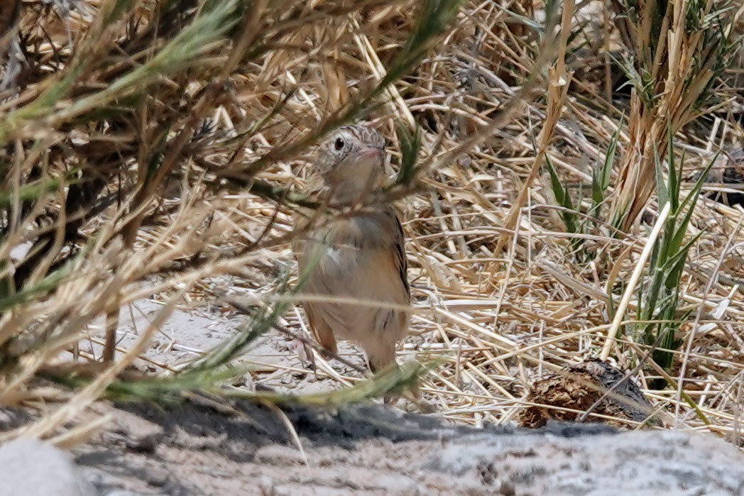 Desert Cisticola - ML642606122