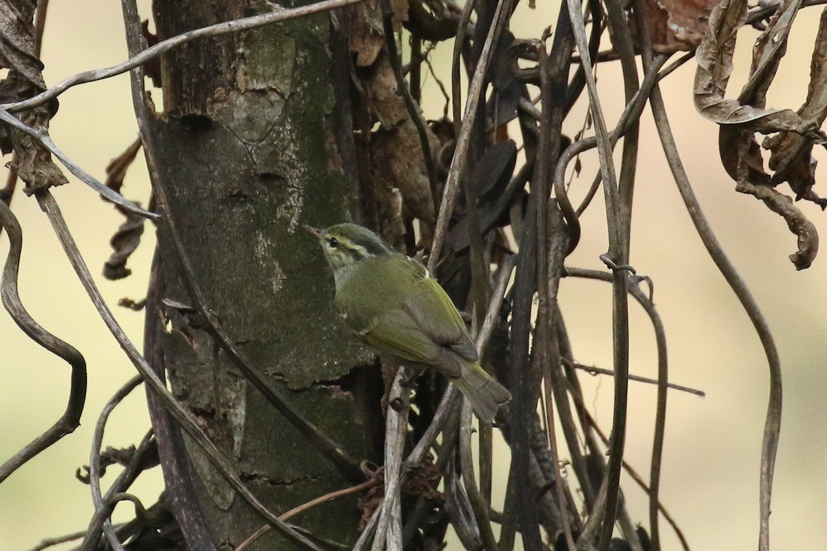 Ashy-throated Warbler - ML642606137