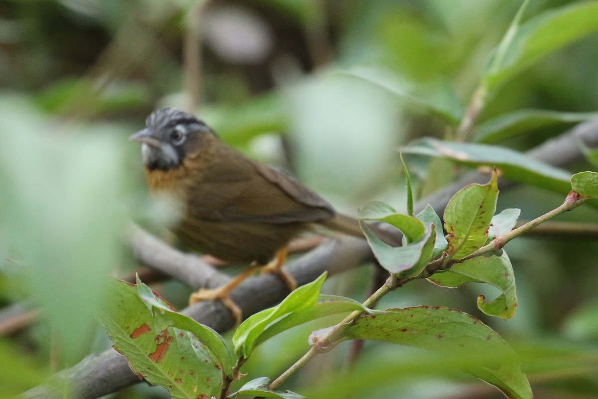 Gray-throated Babbler - ML642606166