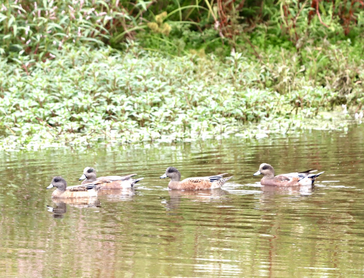 Canard d'Amérique - ML642606171