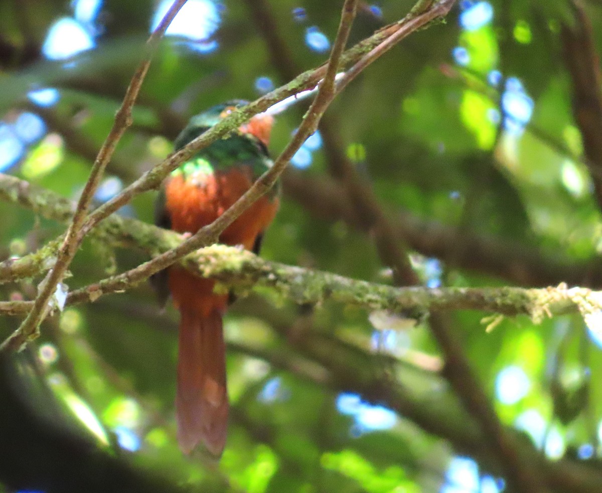 Coppery-chested Jacamar - ML642606180