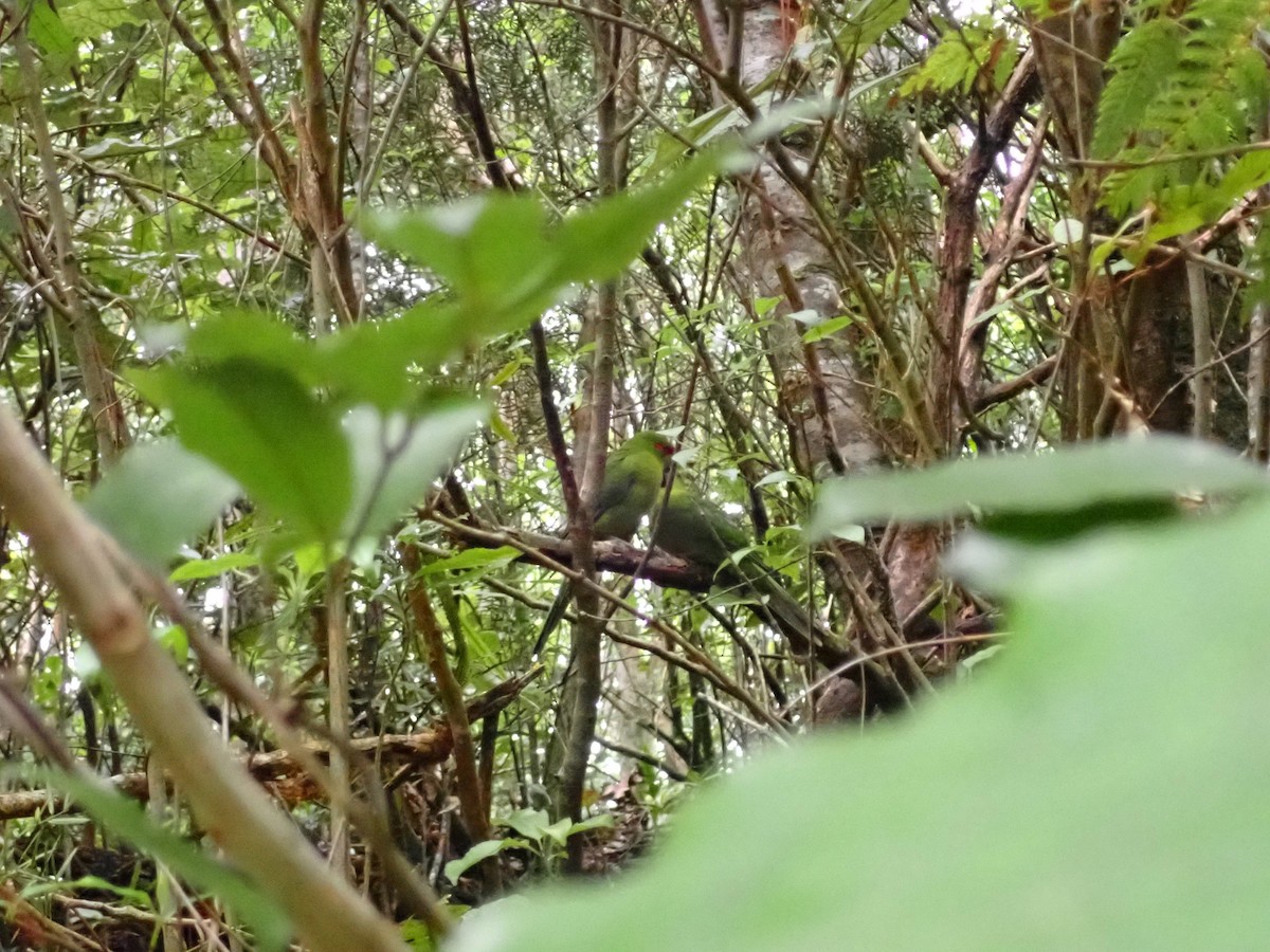 Red-crowned Parakeet - ML642606183