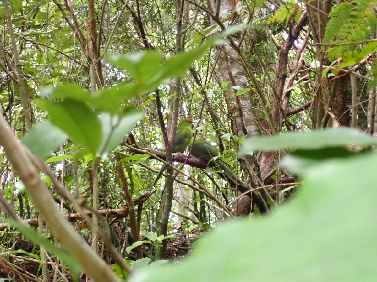Red-crowned Parakeet - ML642606184