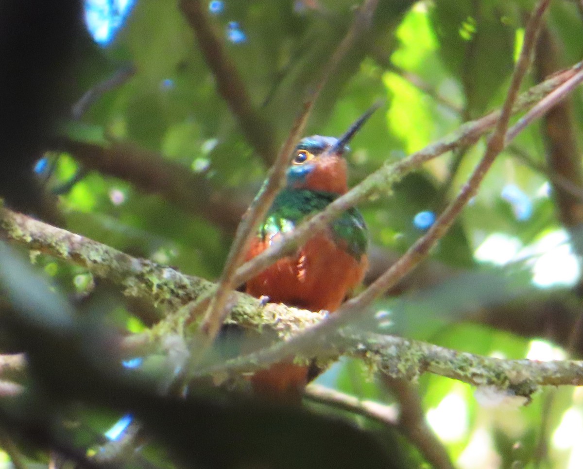 Coppery-chested Jacamar - ML642606185