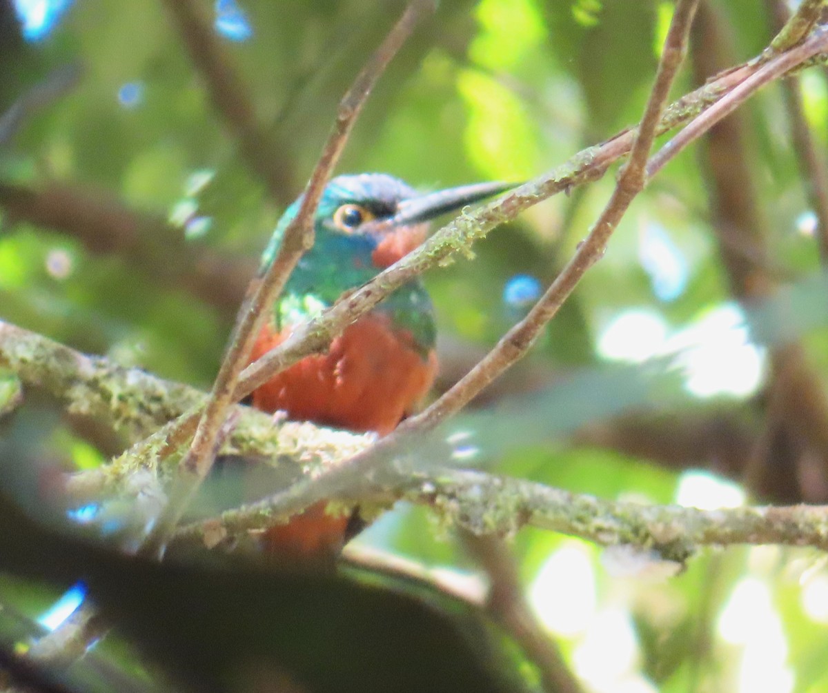 Coppery-chested Jacamar - ML642606188
