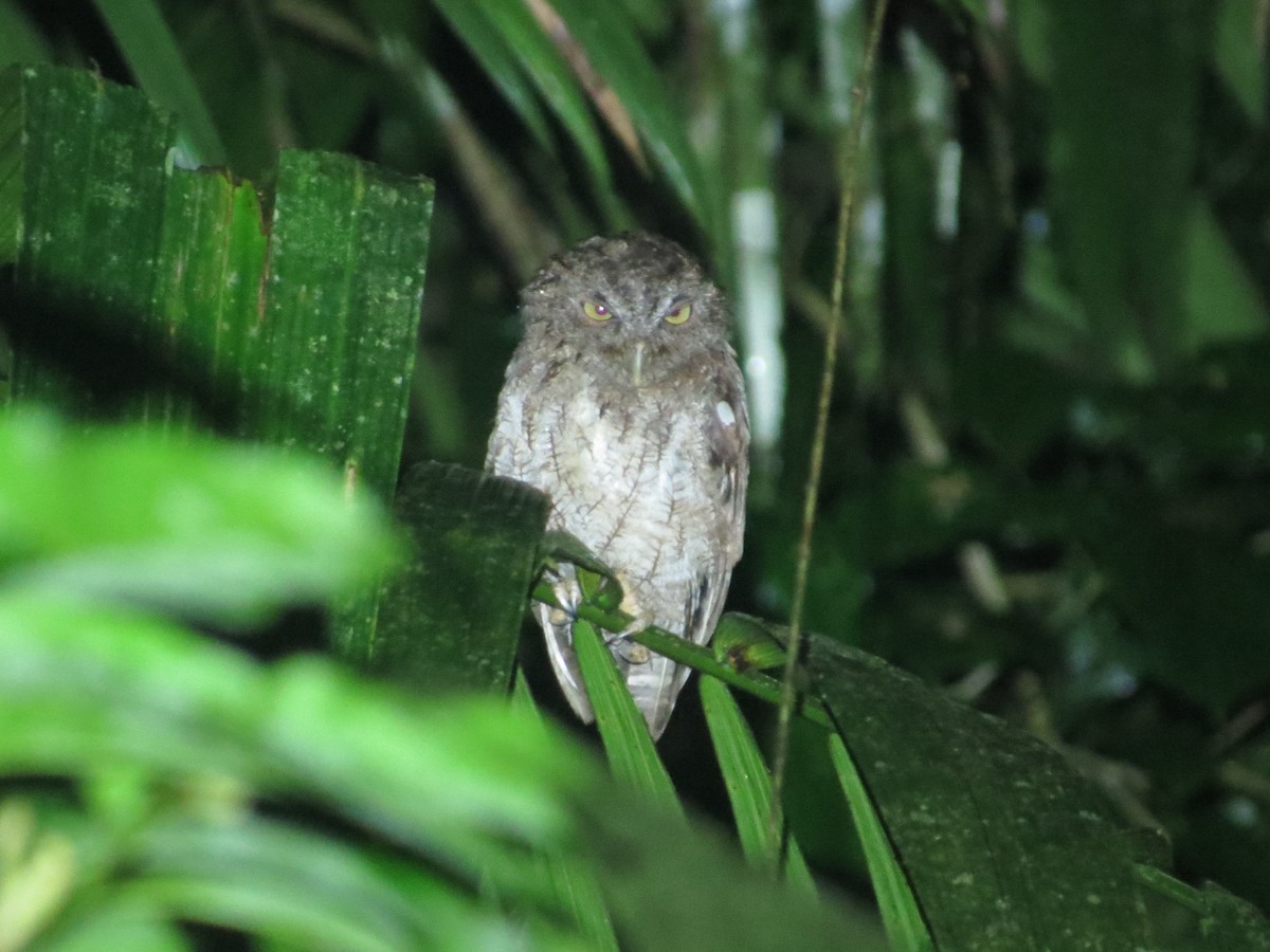 Middle American Screech-Owl - ML642606200