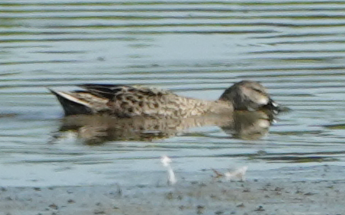 Blue-winged Teal - ML642606201