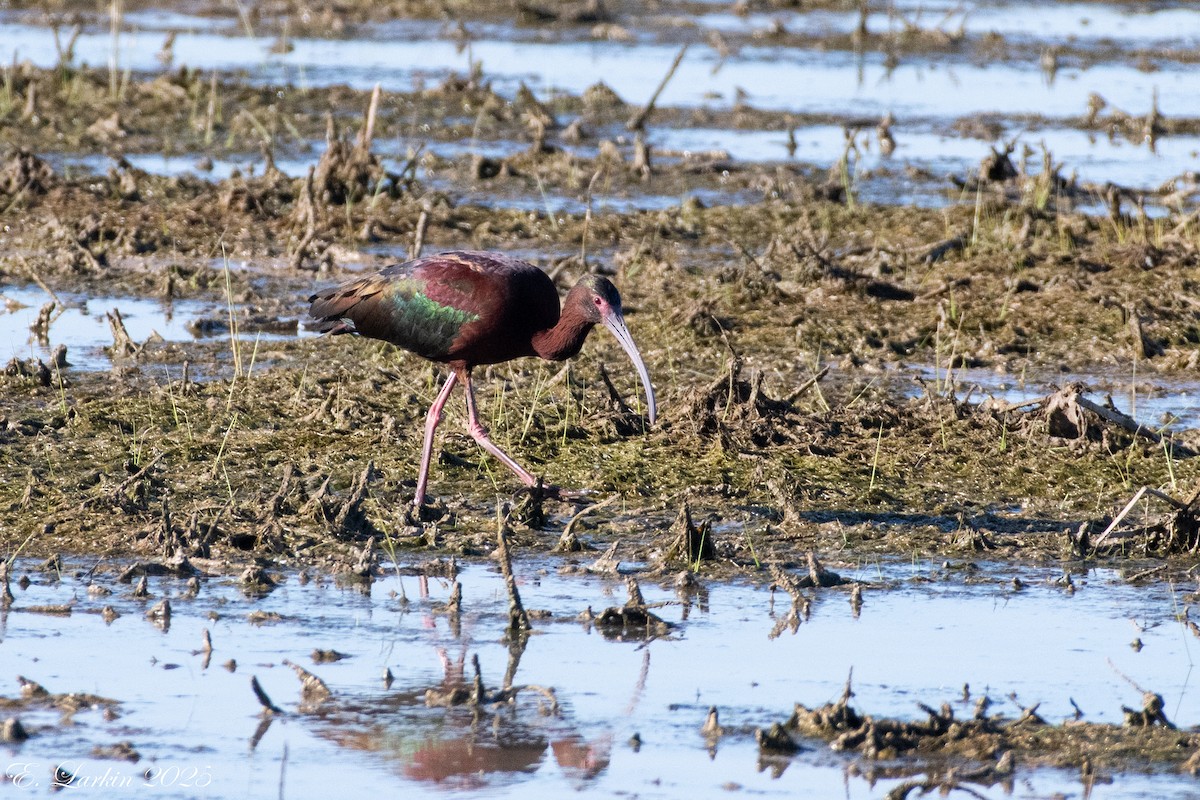 White-faced Ibis - ML642606215