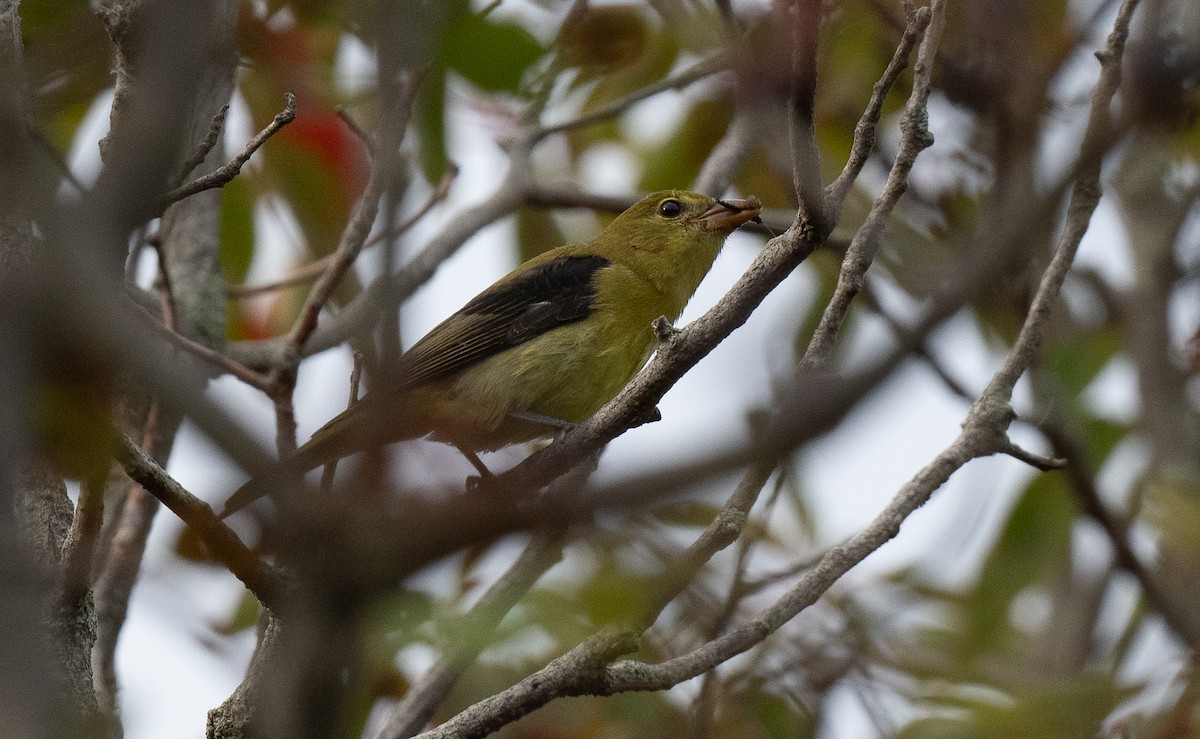 להבית ססגונית - ML642606224