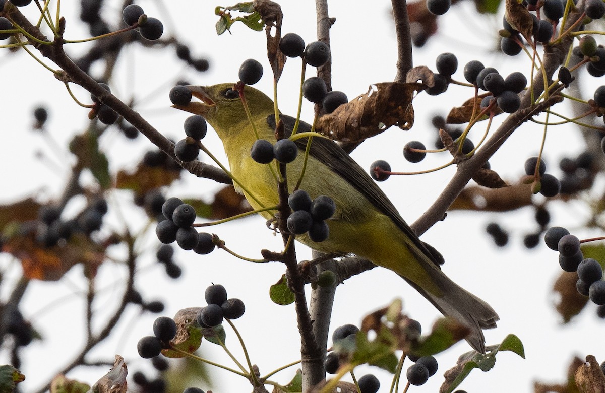 להבית ססגונית - ML642606225