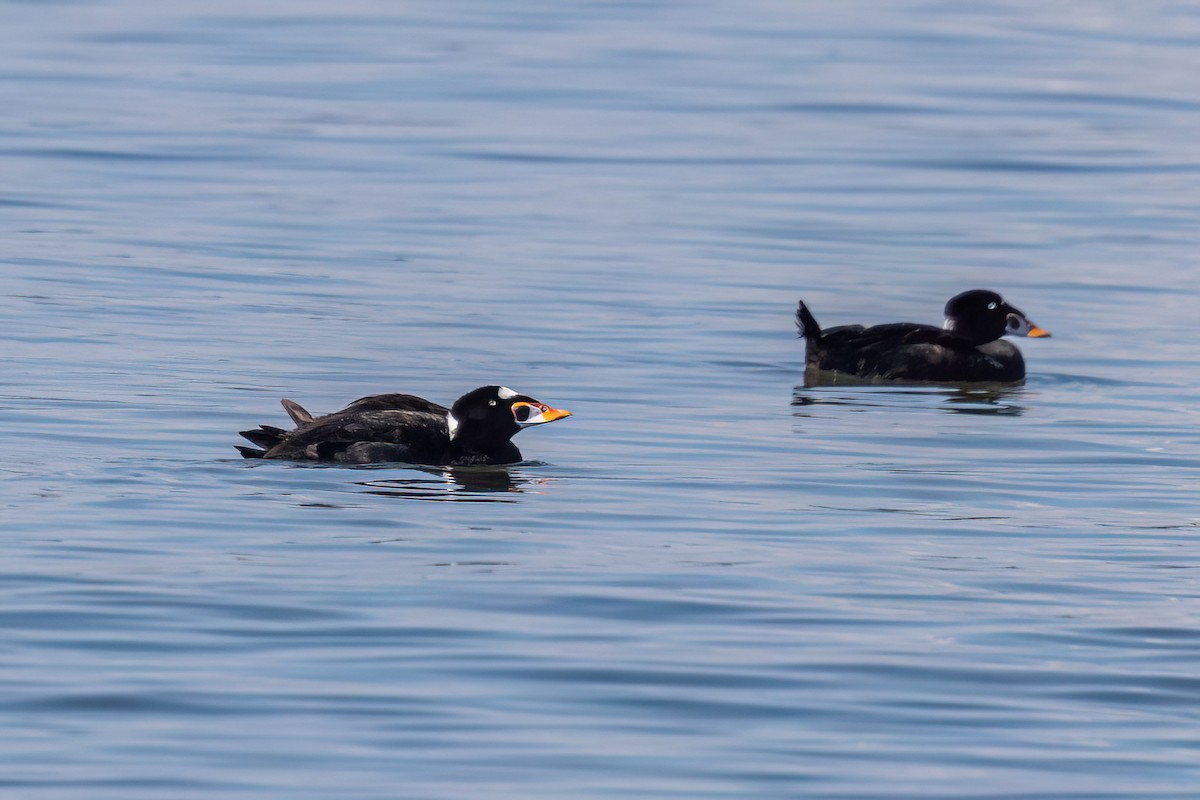Surf Scoter - ML642606237