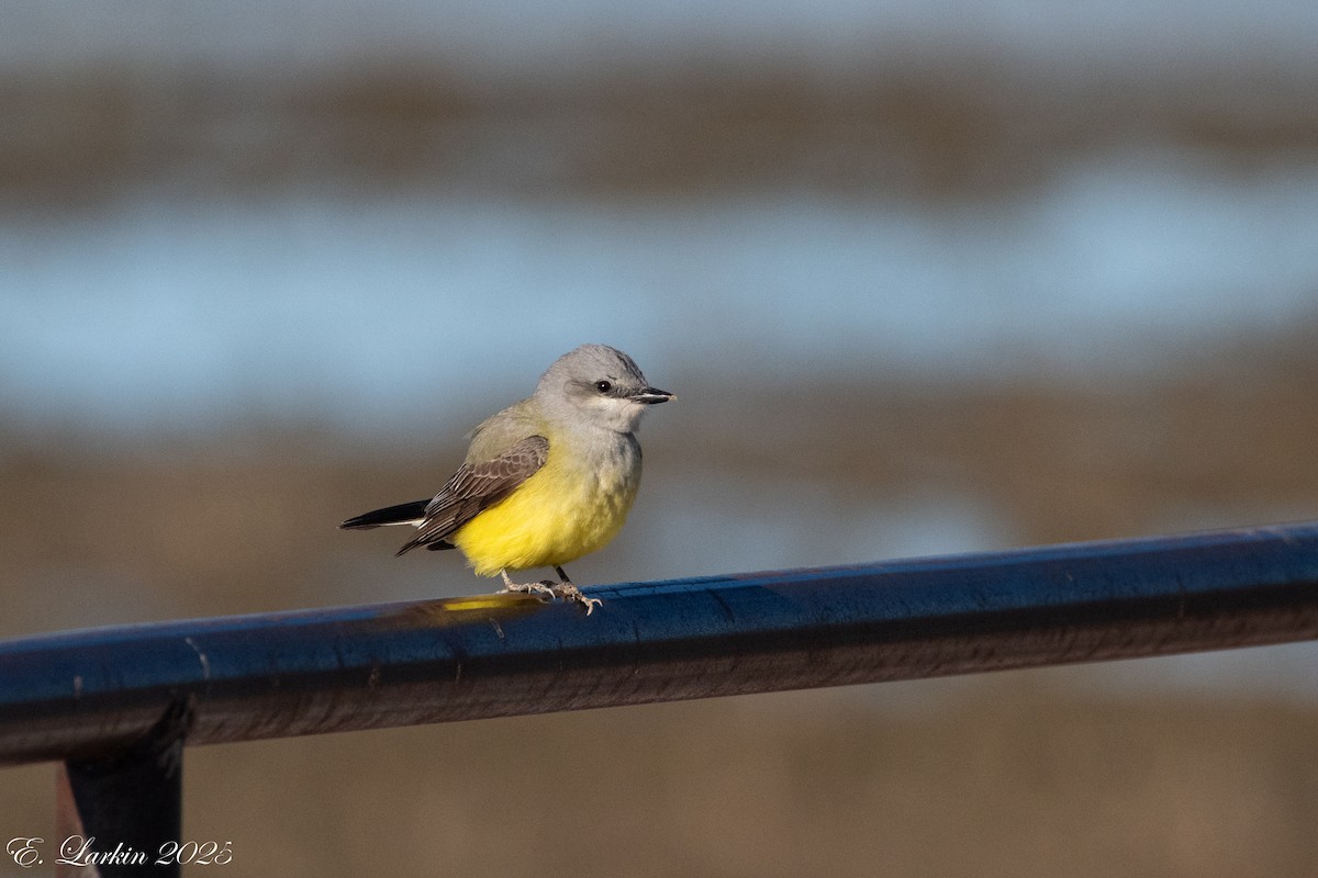 Western Kingbird - ML642606246