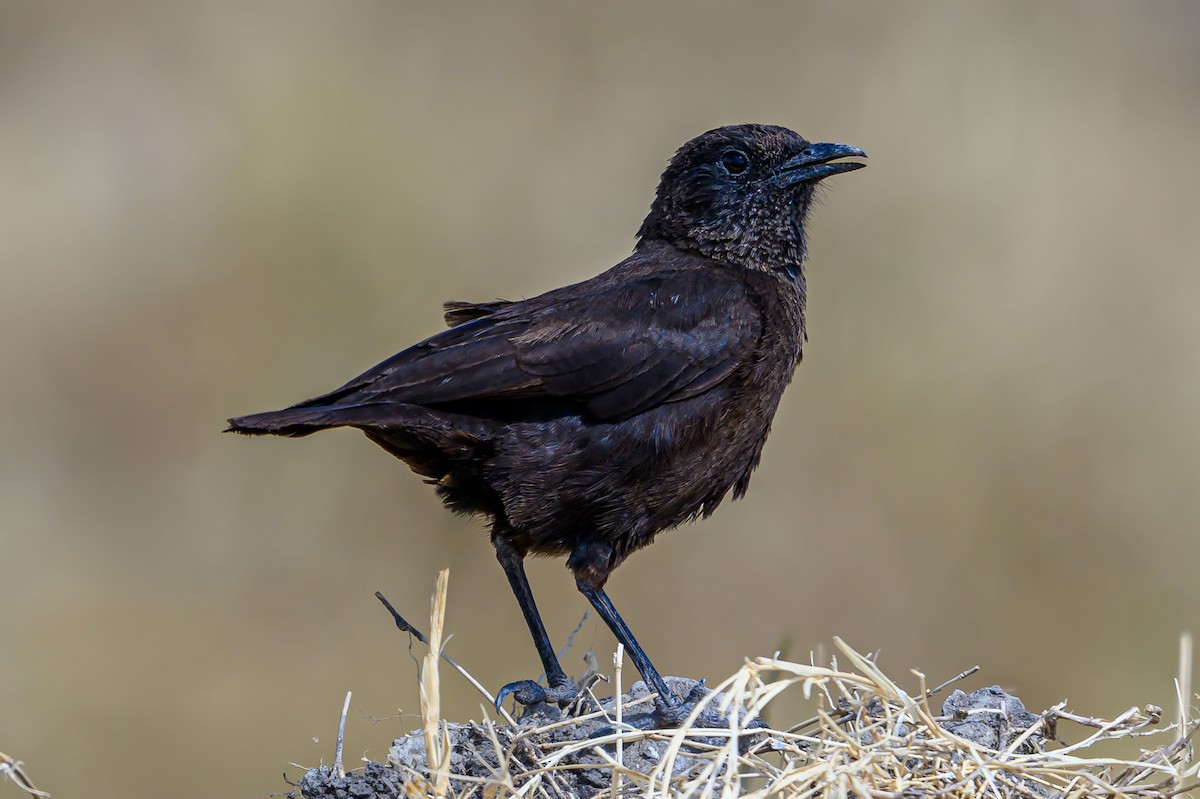 Northern Anteater-Chat - ML642606258