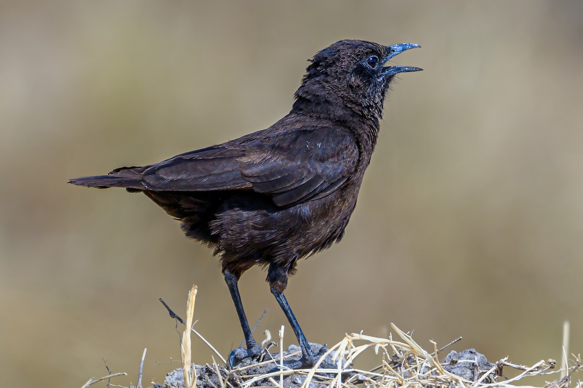 Northern Anteater-Chat - ML642606259
