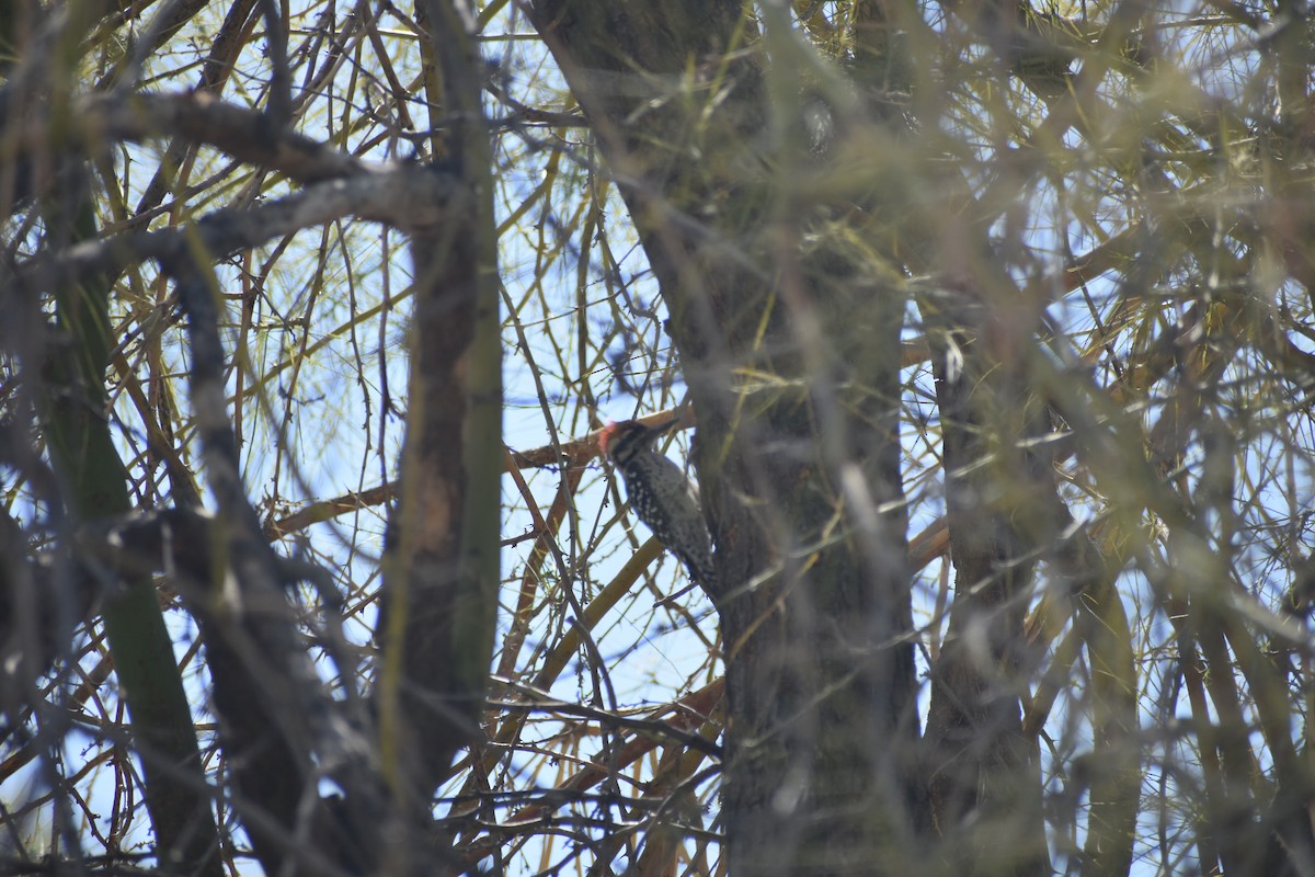 Ladder-backed Woodpecker - ML642606265