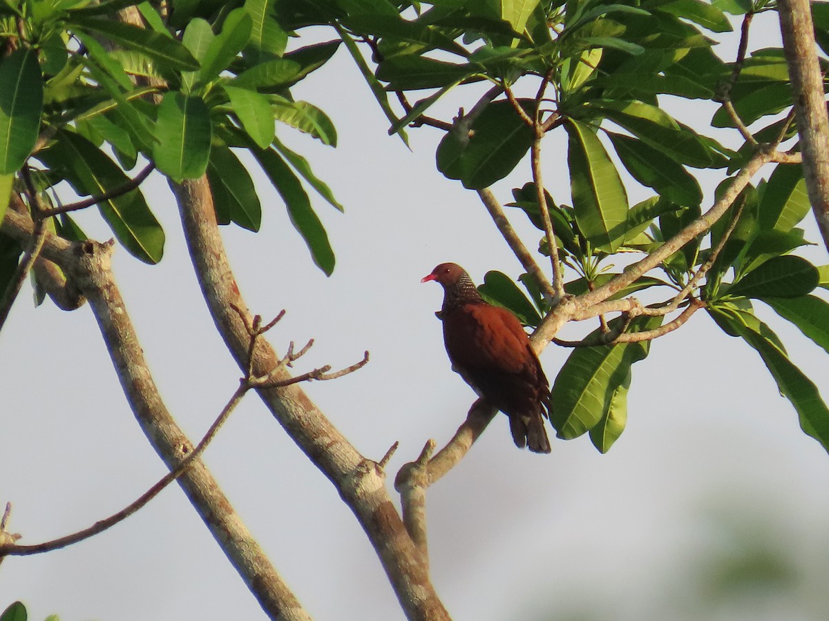 Scaled Pigeon - ML642606279