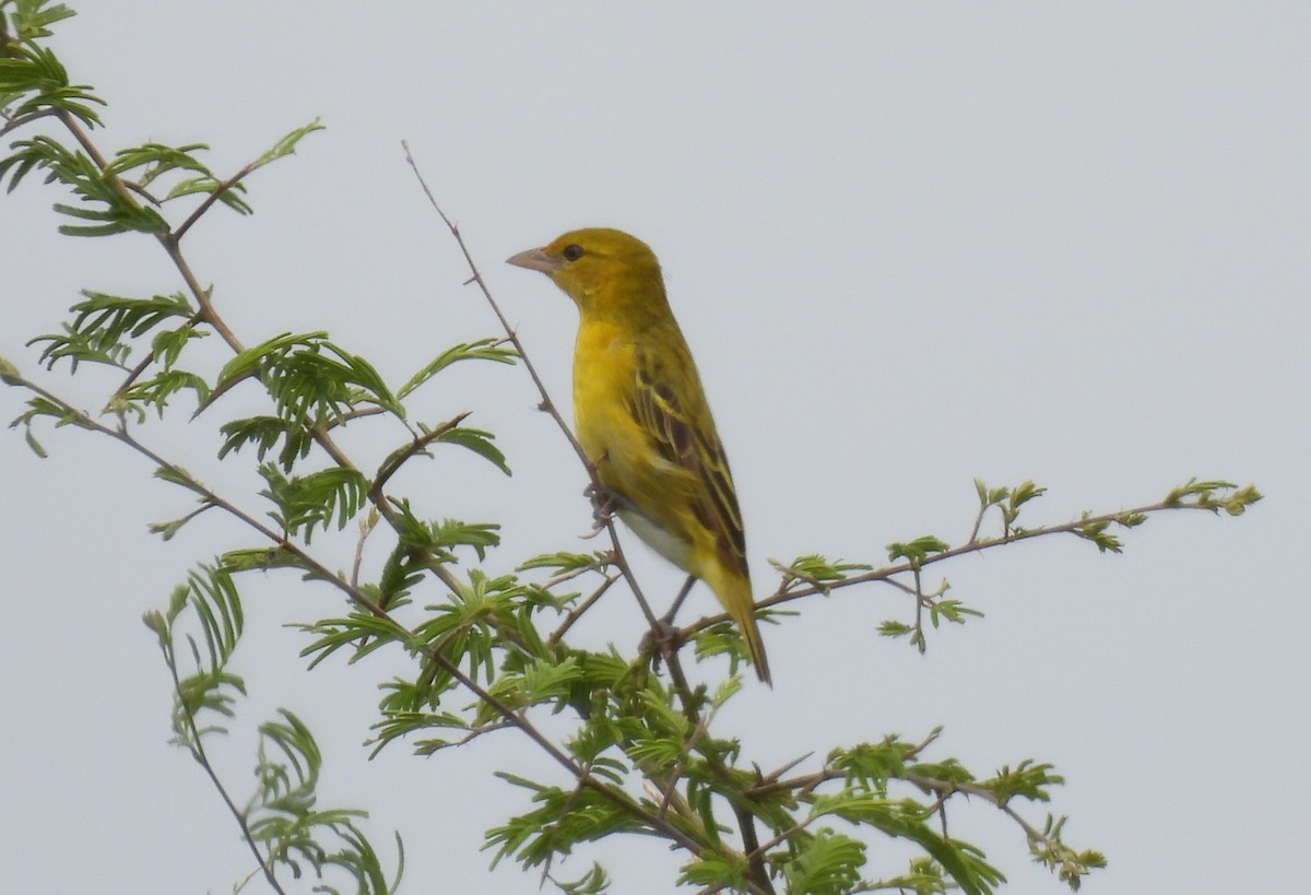 Lesser Masked-Weaver - ML642606286