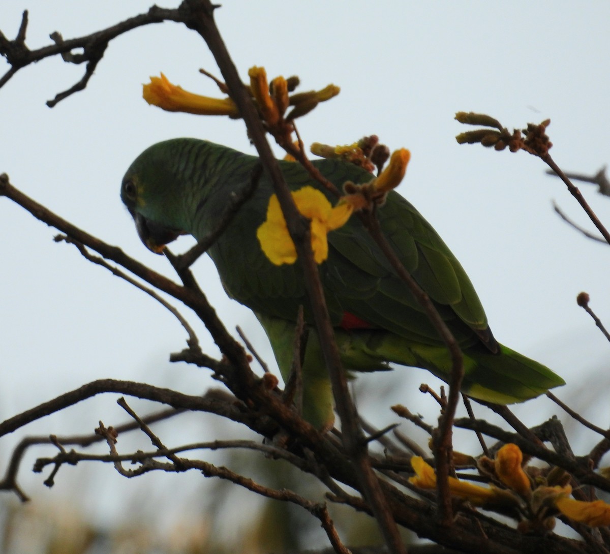 Turquoise-fronted Amazon - ML642606287