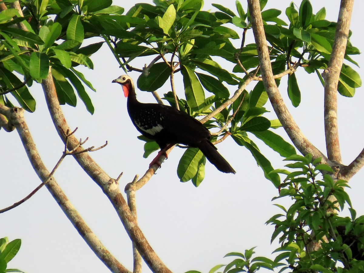 Red-throated Piping-Guan - ML642606288