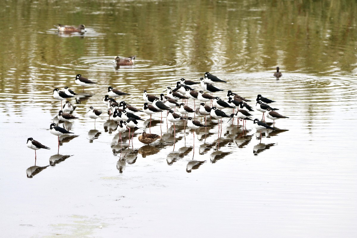 Black-necked Stilt - ML642606298