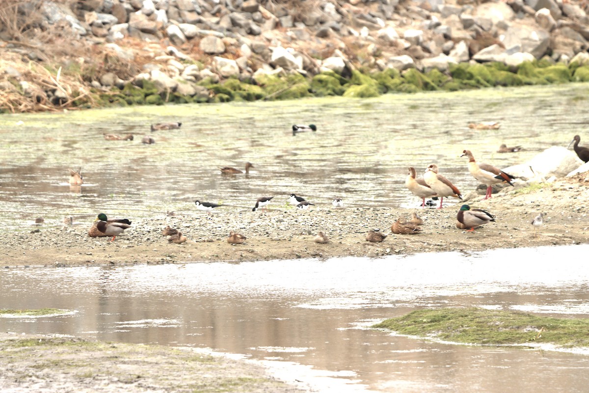 Black-necked Stilt - ML642606299