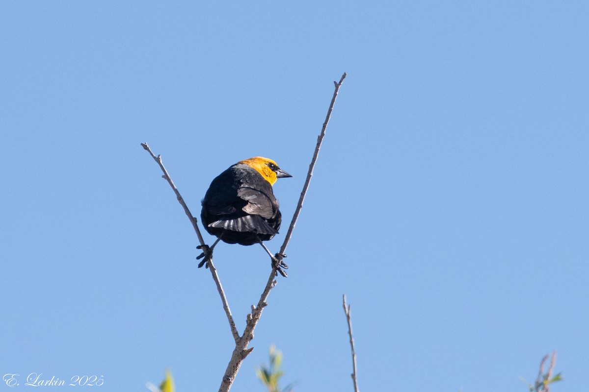 Yellow-headed Blackbird - ML642606310