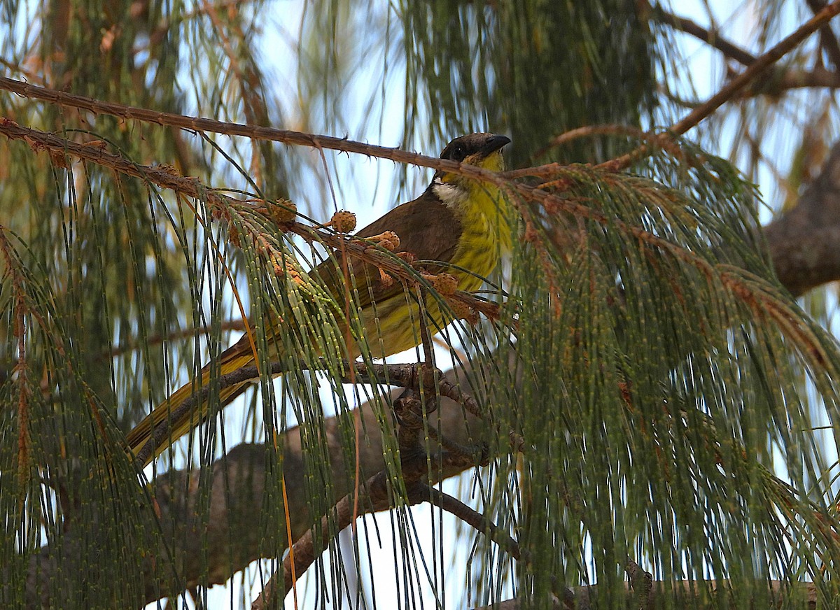Varied Honeyeater - ML642606312