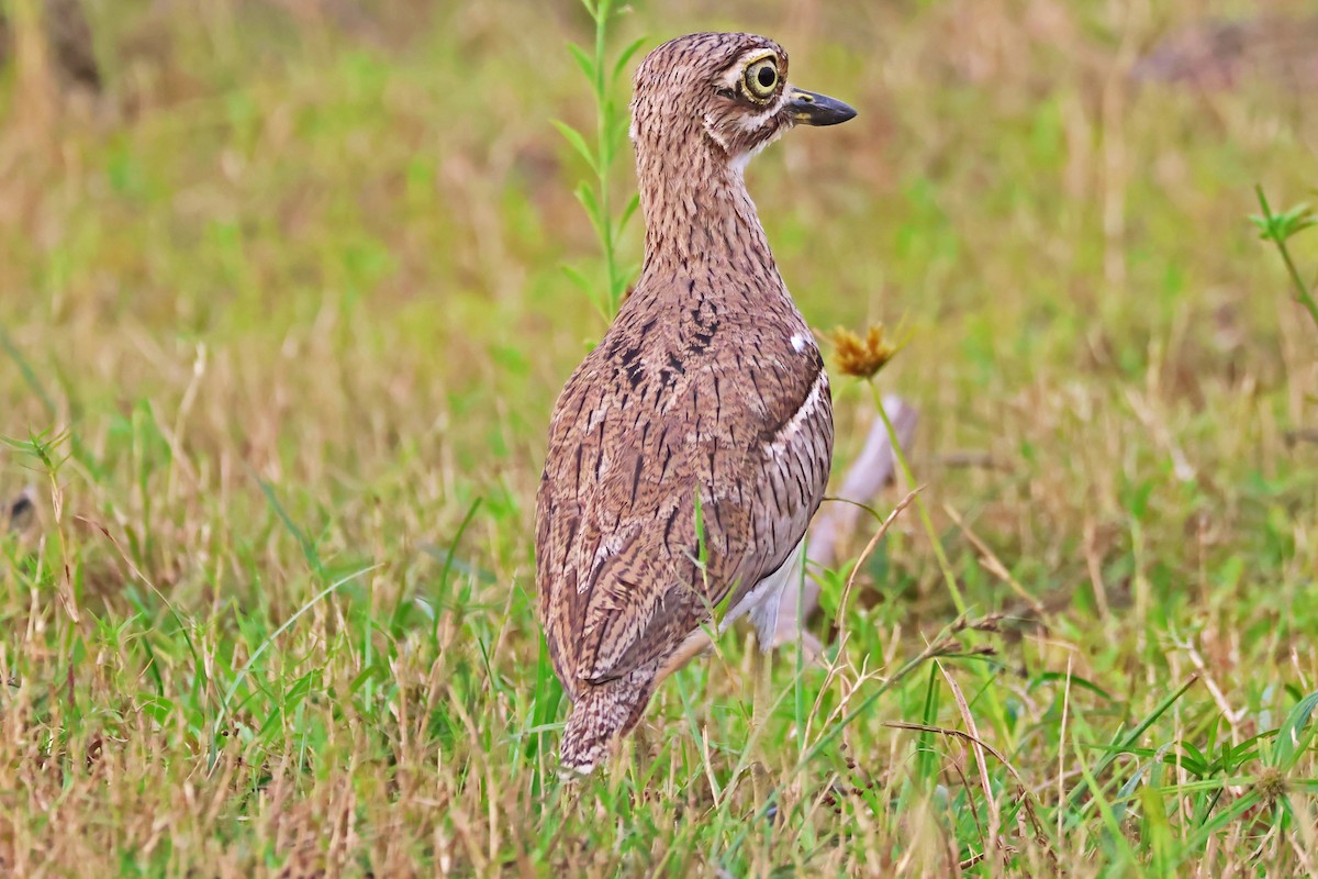 Water Thick-knee - ML642606325