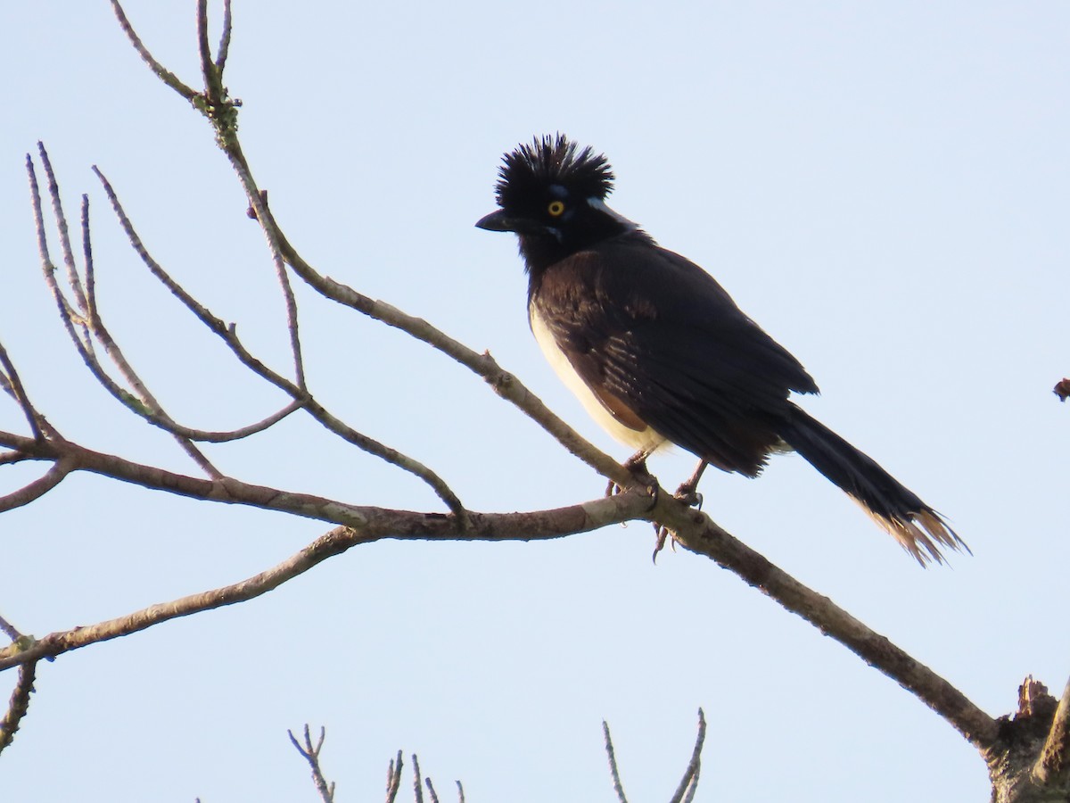 Plush-crested Jay - ML642606326