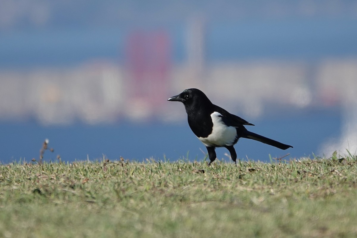 Eurasian Magpie - ML642606339