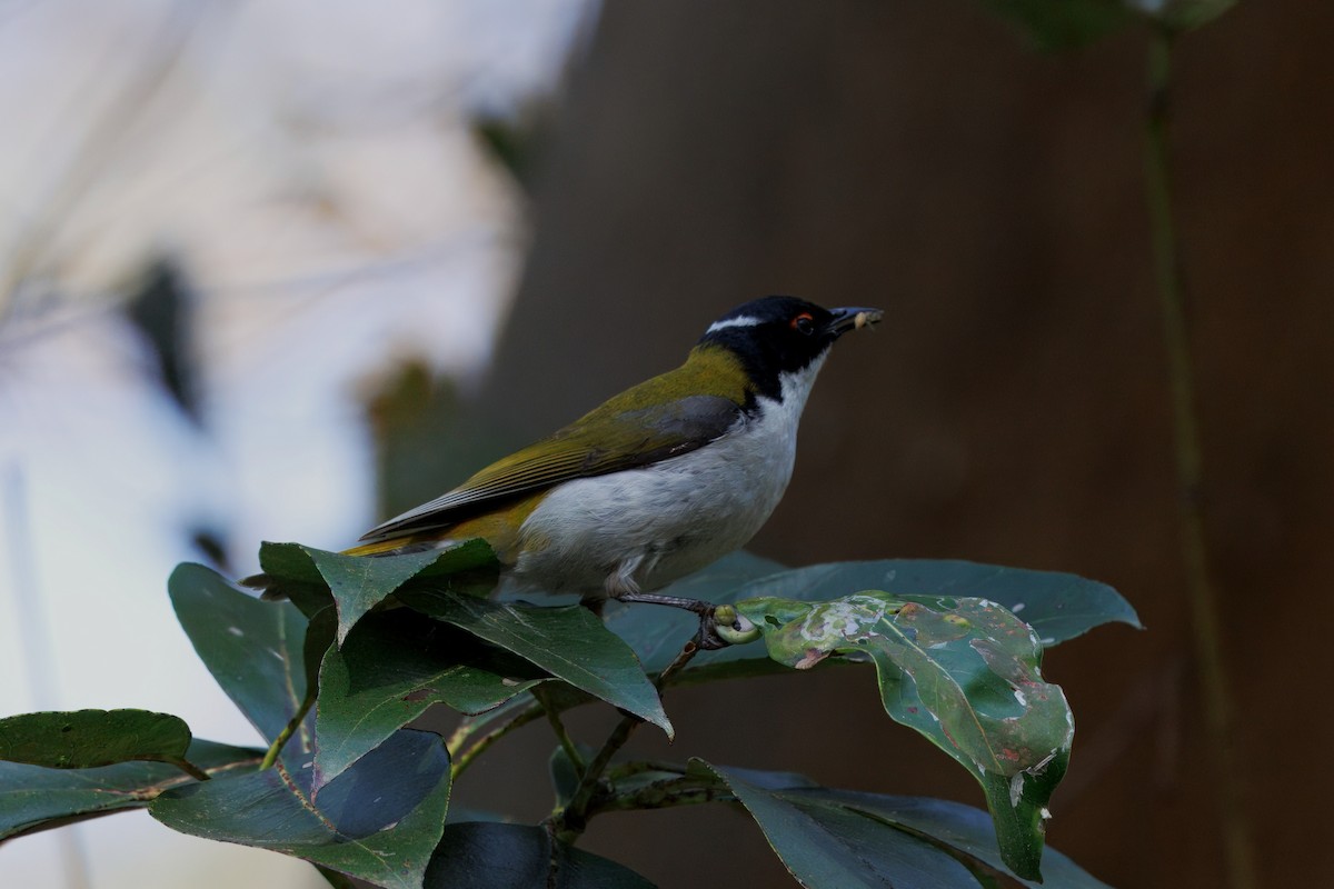 White-naped Honeyeater - ML642606340