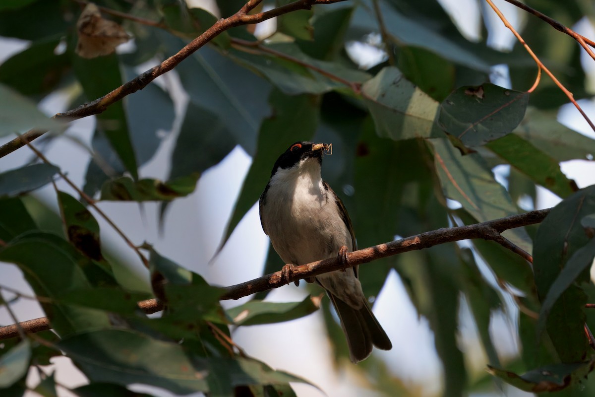 White-naped Honeyeater - ML642606345