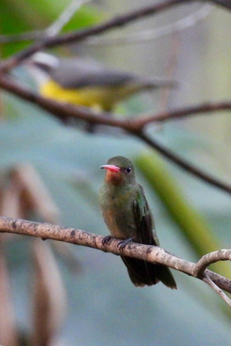 Gilded Hummingbird - ML642606346