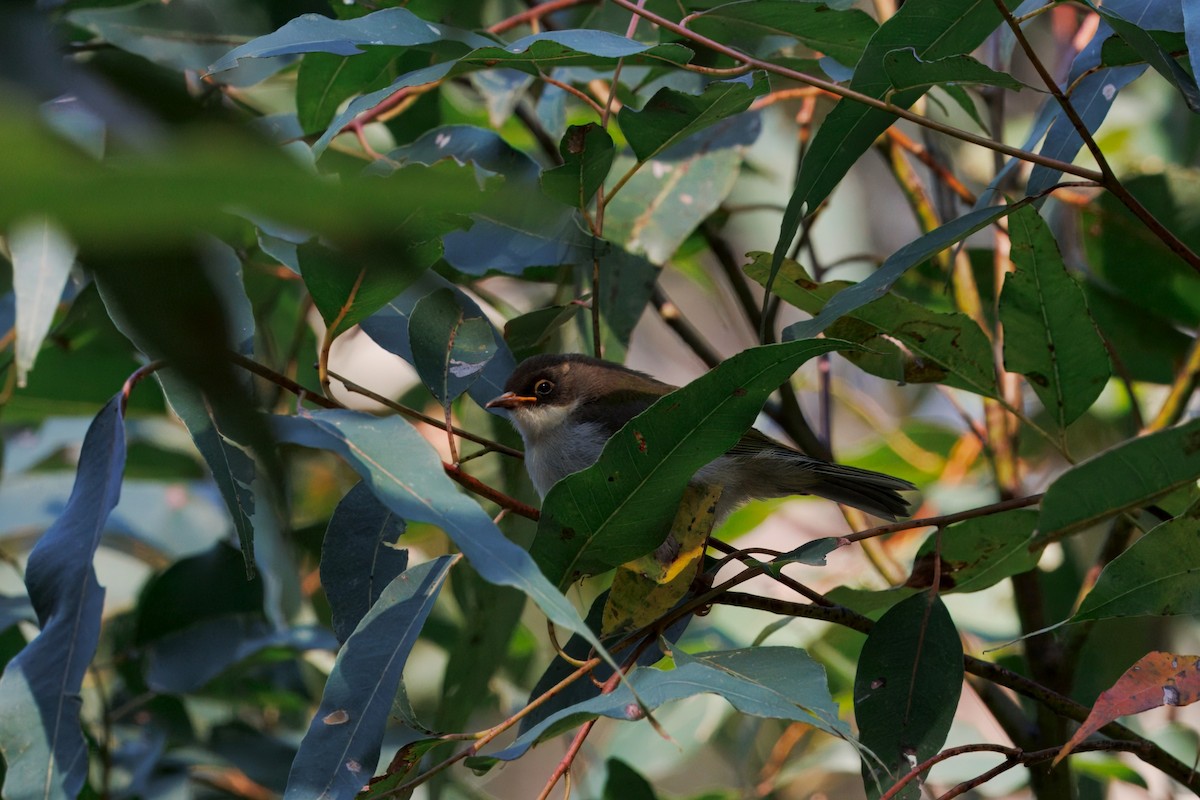 White-naped Honeyeater - ML642606352