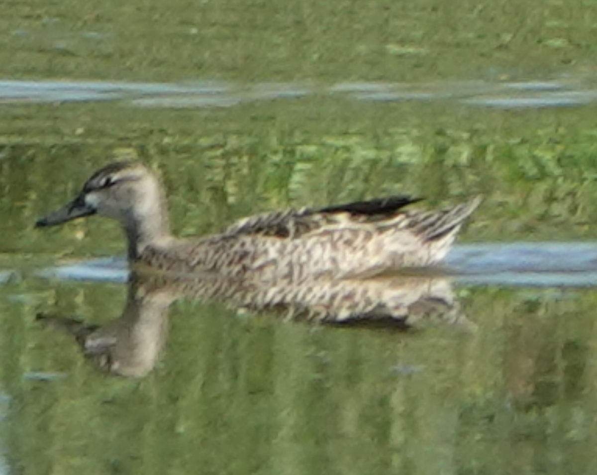 Blue-winged Teal - ML642606355