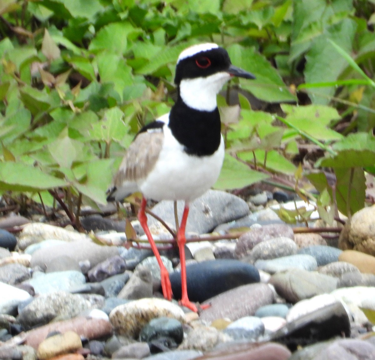 Pied Plover - ML642606377