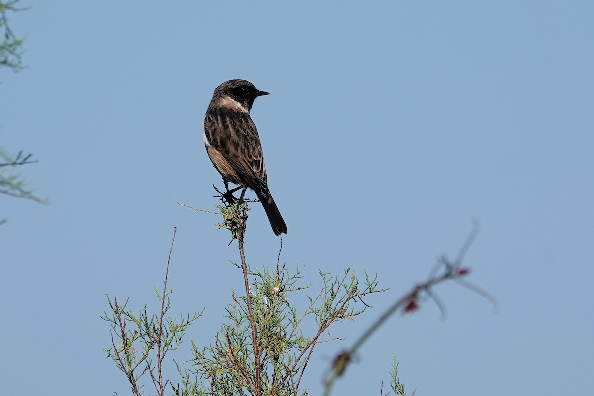 Трав'янка чорноголова - ML642606385