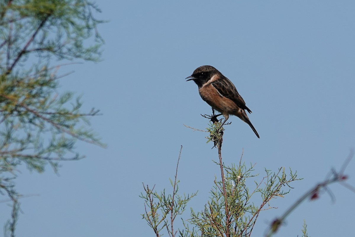 Трав'янка чорноголова - ML642606386